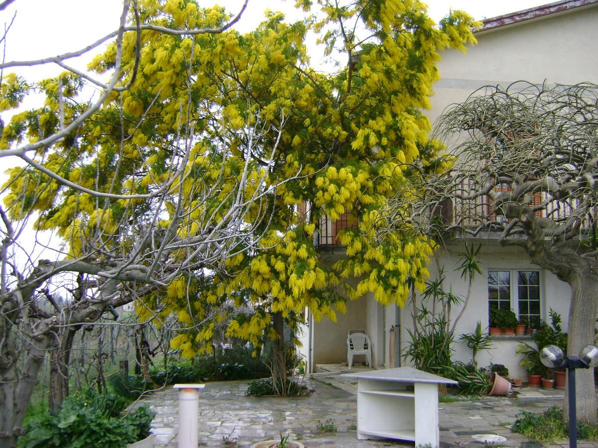 سبيلّو B&B La Mimosa المظهر الخارجي الصورة